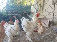 Brahma — foto 8