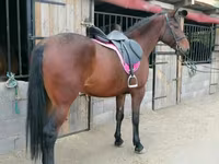 Kobyła, Hungarian horse breed — zdjęcie 4