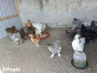 Brahma — foto 3
