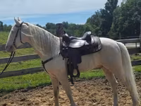 Pastuv, Kentucky mountain daddle horse — fotografija 8