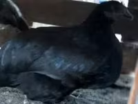 Chickens — الصورة 2