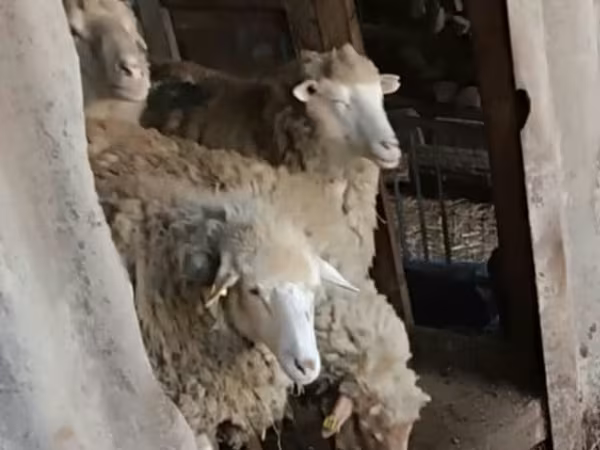 Owca, Owce