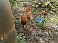 Chickens — zdjęcie 3