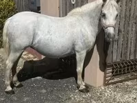 母马, Horses — 照片 2