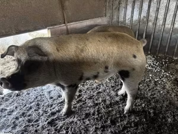 雄豚, 