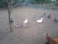Ducks — zdjęcie 7