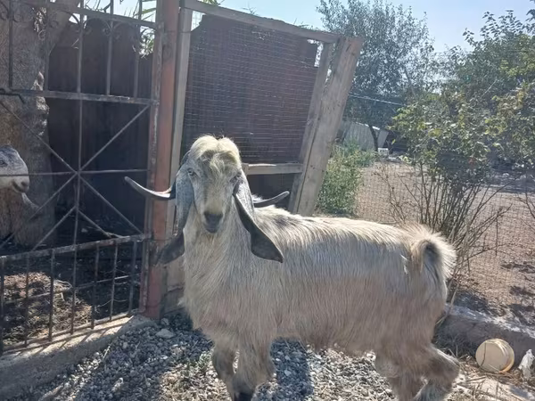 Jarac, Damask goat