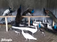 Chickens — 照片 2
