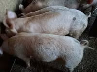 Świnie (partia, płeć nieokreślona), Świnie — zdjęcie 1