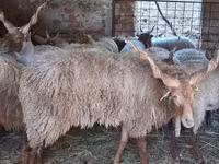 Qoç, Racka sheep — foto 1