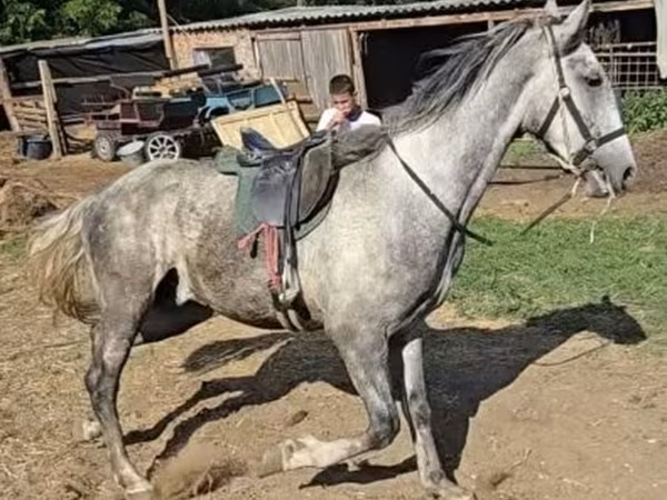 حصان, Lipizzaner