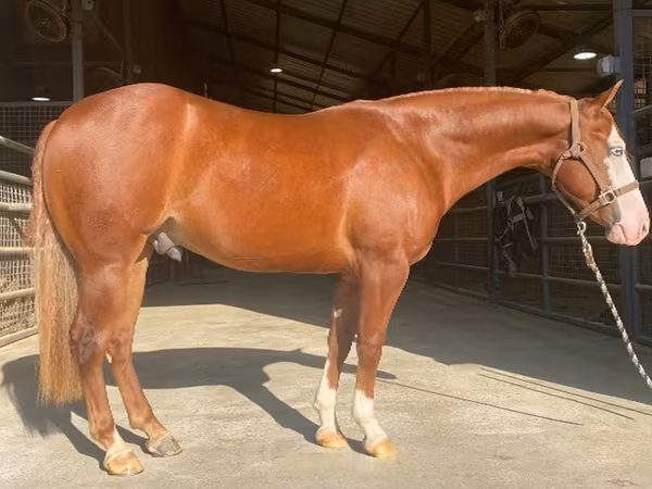Pastuv, Quarter Horse
