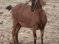 雌ヤギ, Nubian Goat — 写真 7