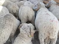 Ovan, Merino sheep — fotografija 1