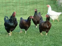 Chickens — fotografija 1