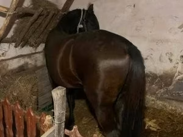 Cheval, Chevaux — Hongrie