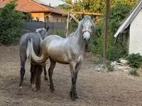 Caballo, Caballos — foto 3