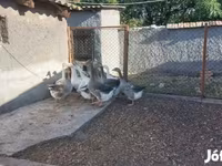 Geese — फ़ोटो 5