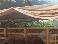 Brebis, Moutons — photo 2