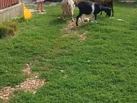 Bode, Cabras — foto 3