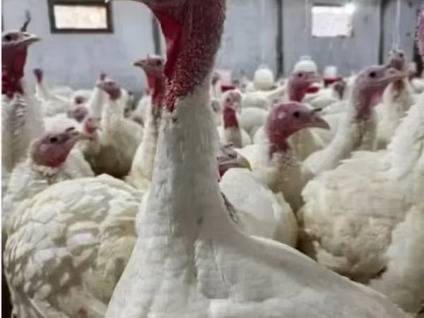 Turkeys