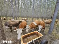 Kuh, Simmental cattle — Foto 3