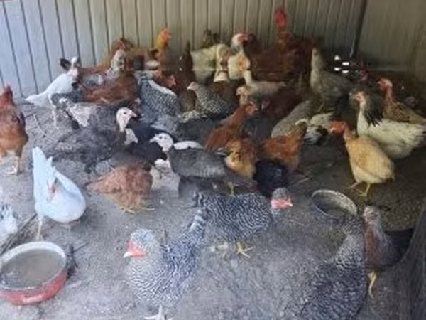 Chickens