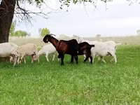 Коза, Saanen goat — фото 2