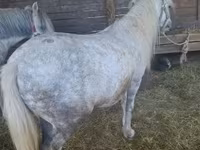 公马, Horses — 照片 5