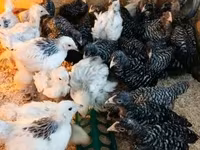 Chickens — fotografija 6