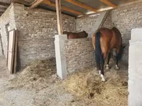 Koń, Westphalian — zdjęcie 3