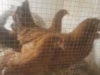 Chickens — fotografija 3
