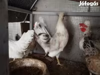 Chickens — foto 4