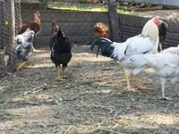 Chickens — الصورة 2