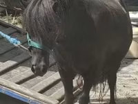 Égua, Cavalos — foto 1