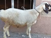 Ram, Arashan sheep — photo 6