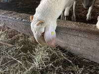 Widder, Assaf sheep — Foto 3