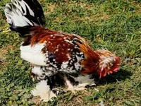 Chickens — الصورة 1