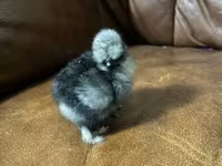 Seidenhuhn — Foto 4