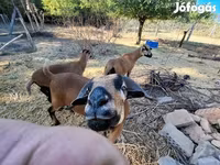 Schaf, Cameroon sheep — Foto 1