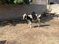 牛（ロット、性別未指定）, Russian Black pied cattle — 写真 3