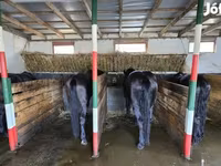 公马, Nonius horse — 照片 2