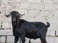 Jarac, Anatolian Black goats — fotografija 4