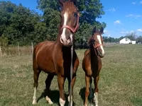 حصان, Dutch warmblood horse — الصورة 4