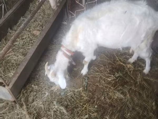 雌ヤギ, Russian White goat