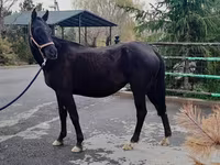 Kobila, Akhal-Teke — fotografija 2