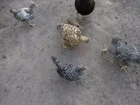 Chickens — zdjęcie 2