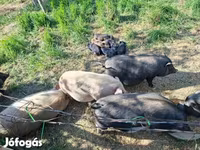 Boar, Вьетнамская вислобрюхая — photo 8
