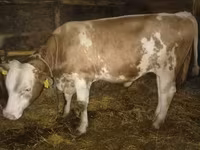 雄牛, Simmental cattle — 写真 1