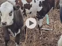 Byk, Simmental cattle — zdjęcie 3